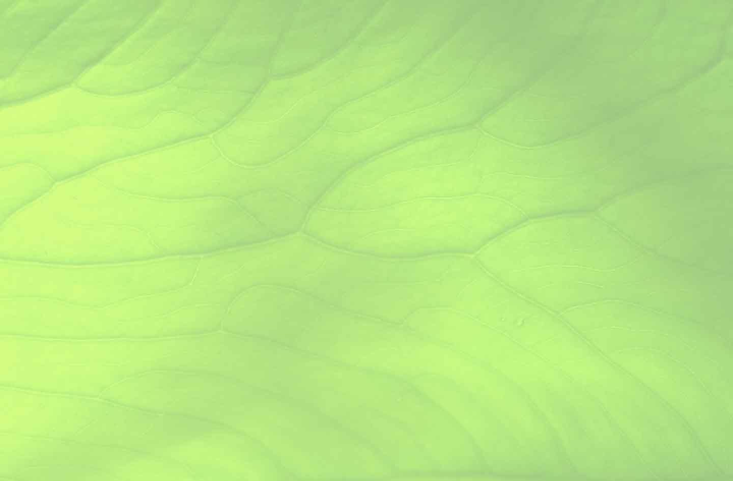 Vegan-detox-yoga-retreat-la-palma blatt